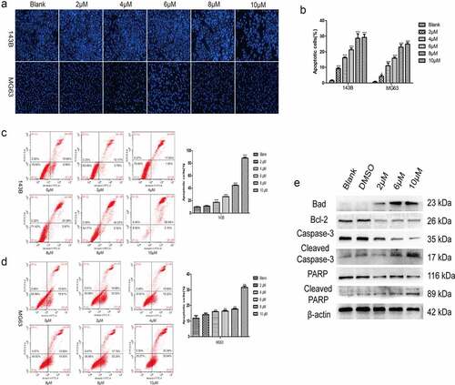 Figure 4. TET promotes apoptosis of OS cells. (a), (b) hoechst staining detected the apoptosis of cells after treatment with TET for 24 h. magnification, ×100. (c), (d) flow cytometry detected the apoptosis of cells after treatment with TET for 36 h. (e) western blotting detected apoptosis-related protein expression after treatment of 143B cells with TET for 3 days. each experiment was effectively repeated. the data were normally distributed; *p < 0.05, ** p < 0.01, *** p < 0.001 vs. blank