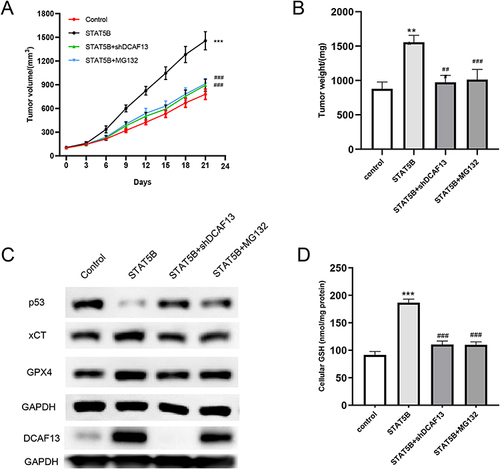 Figure 8 STAT5B inhibits MCL ferroptosis by promoting DCAF13 to regulate p53/xCT pathway in tumor-bearing nude mouse model constructed with Jeko-1 cells. MCL with overexpression of STAT5B and silence of DCAF13 was used to construct tumor-bearing model, and MG132 was applied to block ubiquitination degradation. (A) Effects of overexpression of STAT5B, silencing of DCAF13 and MG132 on tumor volume in tumor-bearing nude mice. (B) Effects of overexpression of STAT5B, silencing of DCAF13 and MG132 on tumor weight. (C) Effects of overexpression of STAT5B, silencing of DCAF13 and MG132 on p53, xCT, GPX4 and DCAF13 protein. (D) Effects of overexpression of STAT5B, silencing of DCAF13 and MG132 on GSH in tumor tissues. **P < 0.01, ***P < 0.001 vs siNC; ##P < 0.01, ###P < 0.001 vs STAT5B.