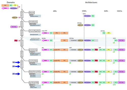 Figure 3. Assembly of the JAK-STAT pathway components during evolution. An abbreviated tree of life for the evolution of eukaryotes (solid black lines) including major divergence points (rectangles), timing of WGD events (1R, 2R and 3R) and key organisms (rounded rectangles)/species (shaded rectangles) covered by this review. The likely time of derivation of the constituent domains is shown to the left of the tree. The proposed evolutionary steps that formed the various JAK-STAT component architectures are shown to the right of the tree, including the subsequent reiteration of individual components, the number of which is shown in green.