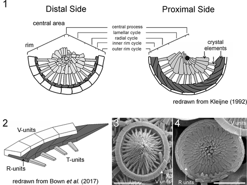 Figs 1–4. Ultrastructure of Rhabdosphaeraceae