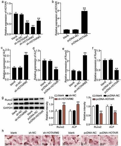 Figure 3. Effect of HOTAIR expression on osteogenesis. (a) HOTAIR expression in BMSCs treated with sh-NC, sh-HOTAIR 1#, sh-HOTAIR 2#, or sh-HOTAIR 3# detected by qRT-PCR. **P < 0.001 vs. sh-NC. (b) HOTAIR expression in BMSCs treated with pcDNA-NC or pcDNA-HOTAIR detected by qRT-PCR. **P < 0.001 vs. pcDNA-NC. (c) ALP expression in BMSCs treated with sh-NC or sh-HOTAIR 2# detected by qRT-PCR. (D) ALP expression in BMSCs treated with pcDNA-NC or pcDNA-HOTAIR detected by qRT-PCR. (e) RUNX2 expression in BMSCs treated with sh-NC or sh-HOTAIR 2# detected by qRT-PCR. (f) RUNX2 expression in BMSCs treated with pcDNA-NC or pcDNA-HOTAIR detected by qRT-PCR. (g) The protein expression of ALP and RUNX2 in BMSCs treated with sh-HOTAIR 2# or pcDNA-HOTAIR measured by Western blot analysis. (h) The mineralized nodules of BMSCs treated with sh-HOTAIR 2# or pcDNA-HOTAIR measured by Alizarin Red S staining. (c-g) **P < 0.001 vs. blank. BMSCs, Bone mesenchymal stem cells; HOTAIR, X–inactive specific transcript; ALP, alkaline phosphatase; RUNX2, runt related transcription factor 2. pcDNA-HOTAIR, HOTAIR overexpression vector; pcDNA-NC, negative control of HOTAIR overexpression vector; sh-HOTAIR, shRNA of HOTAIR; sh-NC, negative control of shRNA. Data are expressed as mean ± standard error. One-way analysis of variance was used for data analysis, followed by Dunnett’s post hoc test. The experiment was repeated three times