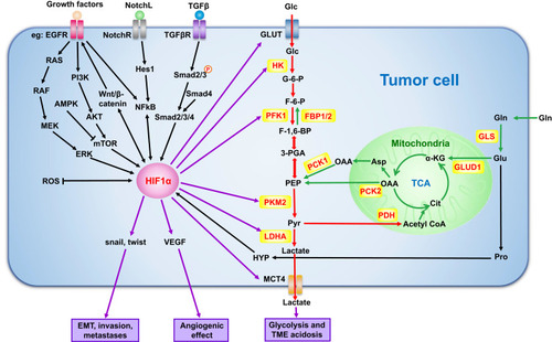 Figure 3 Mechanisms of glycolysis regulation by HIF-1α and gluconeogenesis in tumor cells. HIF-1α can directly regulate glycolysis-related enzymes to affect tumor cell glucose metabolism. It can also affect tumor growth and metastasis by regulating the level of active oxygen, EMT and angiogenesis. In addition, cytokines, signaling pathways and glutamine, which play an important role in tumor, can also regulate the biological activity of tumor cells by influencing HIF-1α. Black arrows: pathways regulating HIF-1α; Red arrows: glycolysis-related processes; Green arrows: gluconeogenesis-related processes.Abbreviations: GLS, glutaminase; GLUD1, glutamate dehydrogenase; αKG, α-ketoglutarate; TCA, tricarboxylic acid; GLUT1, glucose transporter1; PFK1, phosphofructokinase; PKM2, pyruvate kinase M2; LDHA, lactate dehydrogenase A; MCT4, monocarboxylate transporter4; VEGF, vascular endothelial growth factor; EMT, epithelial-to-mesenchymal transition; HIF-1α, hypoxia-inducible factor-1α; ICN, the intracelluIar domain of Notch; Glc, glucose; G-6-P, glucose-6-phosphate; F-6-P, fructose-6-phosphate; F-1,6-BP, fructose-1,6-bisphosphate; 3-PGA, glyceraldehyde-3-phosphate; PEP, phosphoenolpyruvate; Pyr, pyruvate; Cit, citrate; OAA, oxaloacetic acid; Asp, asparagine; Glu, glutamate; Gln, glutamine; Pro, proline; HYP, hydroxyproline; NotchL, Notch ligand; NotchR, Notch receptor.