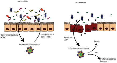 Figure 2. Activation of inflammasome has different effects under various conditions. Inflammasomes, activated by commensal bacteria and/or SCFAs, maintain the intestinal epithelial barrier. When activated by inflammation, microbiota disorders or antibiotic treatments lead to systemic inflammation [Citation16].