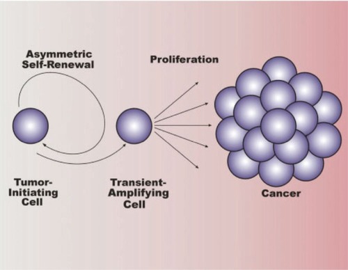 Figure 3 Overview of tumor stem cells in cancer. Cancer stem cells (tumor-initiating cells) divide asymmetrically, resulting in self-renewal of the tumor-initiating cell and production of a daughter cell known as a transient-amplifying cell (progenitor cell). The transient-amplifying cell is not thought to possess self-renewing capabilities, but instead divides indefinitely to contribute to cancer progression. Copyright © 2007. Reproduced with permission from CitationLee J, Herlyn M. 2007. Old disease, new culprit: tumor stem cells in cancer. J Cell Physiol, 213:603–9.
