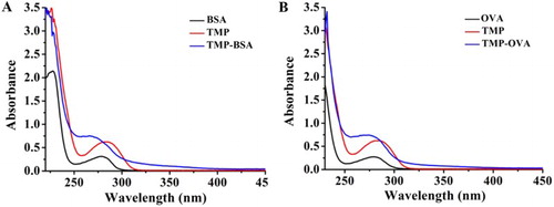 Figure 1. The UV–VIS absorption spectra of TMP-BSA (a) and TMP-OVA (b). The concentration of BSA, OVA, TMP-BSA, and TMP-OVA were 0.5 mg mL−1.