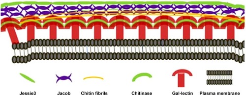 Figure 1 Graphical representation of biochemical components of the Entamoeba cyst wall.