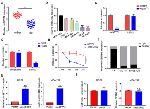 Figure 2. Characterization of circSETD2. (a) the expression of circSETD2 was measured by qRT‒PCR in clinical tissues. (b) the expression of circSETD2 was measured by qRT‒PCR in BC cell lines and nontumorigenic epithelial cell lines. (c) the levels of circSETD2 and linear SETD2 mRNA were detected after reverse transcription with random or oligo (dT)18 primers by qRT‒PCR. (d-e) after treatment with actinomycin D (d) and RNase R (e), circSETD2 and linear SETD2 mRNA expression levels were examined using qRT‒PCR in MCF7 cells. (f) the localization of circSETD2 was measured by subcellular fractionation. (g-h) the expression of circSETD2 and SETD2 was measured by qRT‒PCR after circSETD2 overexpression.