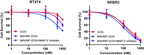 Figure 3. Cytotoxicity profiles of free DOX, MAHNP-DOX and MAHNP-DOX with MMP-2 inhibitor pretreatment of BT474 and SKBR3 cells (n = 3).