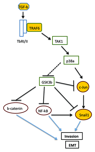 Figure 1. Schema of TGF-β-induced activation of Snail1 expression. Indirect functional actions are indicated by dashed lines. Protein kinases are shown as rectangles and transcription factors as ovals. Colored molecules indicate those most rigorously investigated in the present study. See text for details.