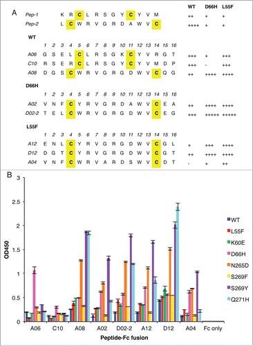 Figure 1. Anti-VLP peptides selected from phage-displayed peptide libraries. (A) The sequences of unique clones, denoted by the single-letter amino acid code, selected against WT, D66H or L55F are listed separately. The parental clones, Pep-1 and Pep-2, isolated against WT, are listed at the top. Cysteine residues are shaded yellow. The relative binding strength of each clone to different VLPs was qualified according to their phage ELISA signals against different VLPs, −: <0.5; +: 0.5–1; ++: 1–1.5; +++: 1.5–2; ++++: 2–2.5; +++++: >2.5. (B) Binding of peptide-Fc fusion proteins against a panel of VLP variants. ELISA signals are presented as mean values ± SD from 2 independent measurements.
