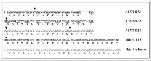 Figure 14. Comparison of the DNA sequence and the amino acid sequence in the -1 frameshift region of Mab-1with the cDNA and amino acid sequences of 3 IgG fragments found in Genebank by BLAST homology search. The frameshifted amino acid residues are shown in a bold font. Inserted nucleotides are shown in a bold font and denoted with arrows. Deleted nucleotides are denoted with short dashes (-).