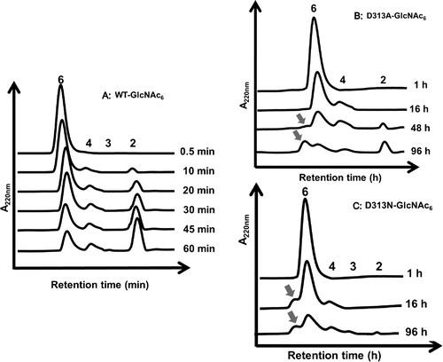 Fig. 5. HPLC profiles showing the reaction of the wild type (A) and the mutants D313A (B) and D313N (C) VhChiA.Notes: A reaction mixture containing 4.6 mM GlcNAc6 and the enzyme (5 μM wild type, 16 μM D313A, or 8 μM D313N) in 20 mM phosphate buffer, pH 7.0, was incubated at various times at 40 °C. The reaction products were analyzed by gel-filtration HPLC. The TG product GlcNAc8 is indicated by arrow.