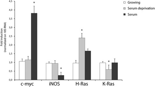 Figure 2. Quantitative transcriptional analysis by qPCR of proto-oncogenes hras, kras, iNOS, c-myc in primary neocortical astrocytes subjected to serum withdrawal (time = 3 h) and/or serum addition (time = 1 h). The mRNA levels are normalized to 18S RNA levels. Statistical analysis derived from four experiments in duplicate (n ≥ 8; mean ± SD); *P < 0.01 (matched pairs t-test) compared to untreated/growing value. See Supplementary Figure S1–S7 for statistical analysis raw data.
