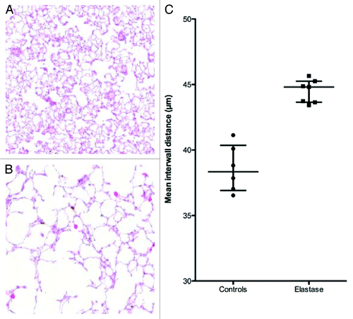 Figure 5. The mean interwall distance (MIWD) was used to assess pulmonary emphysema ex vivo. It was significantly higher in the elastase group (B) (median = 44.8 [IQR (43.7 – 45.3)]) than in controls (A) (median = 38.3µm [IQR (36.9 – 40.4)]) (p = 0.001, Mann-Whitney test).