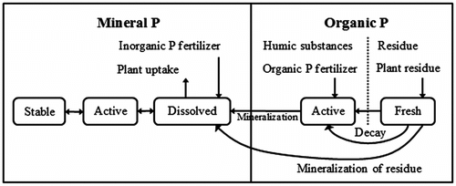 Figure 2 Phosphorus (P) pools and processes simulated in GIBSI (Gestion Intégrée des Bassins versant à l’aide d’un Système Informatisé or Integrated Watershed Management using a Computer System) (adapted from Neitsch et al. Citation2005).