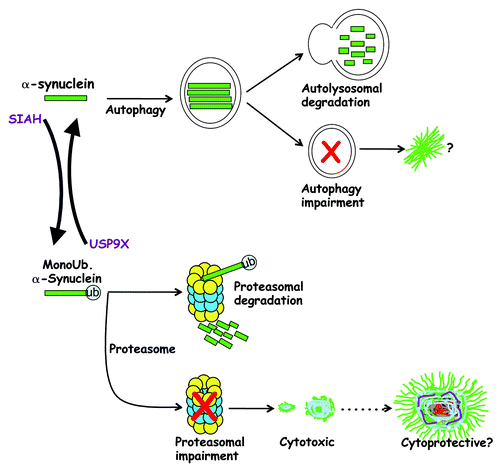 Figure 1. Monoubiquitination determines α-synuclein fate. USP9X deubiquitinates α-synuclein, and nonubiquitinated α-synuclein is mostly degraded by the autophagy pathway. Autophagy impairment may favor α-synuclein inclusion formation. SIAH monoubiquitinates α-synuclein, which leads to its degradation by the proteasome. Cytosolic USP9X is decreased in α-synucleinopathies and this will contribute to the accumulation of monoubiquitinated α-synuclein. Since monoubiquitinated α-synuclein is more prone to aggregation, it may contribute to Lewy body formation caused by proteasomal/autophagy dysfunction. Although monoubiquitination of α-synuclein promotes the formation of toxic inclusions, it is still not clear if Lewy bodies are cytotoxic or cytoprotective.