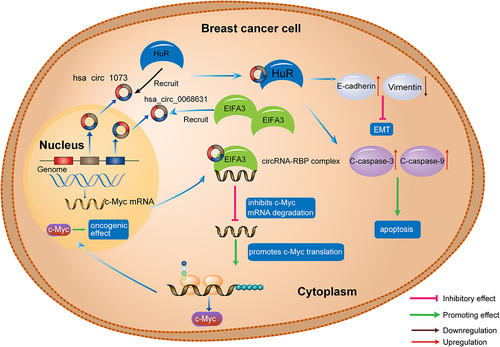 Figure 3. CircRNAs as conjugates of RBPs in breast cancer. Has_circ_1073 binds with HuR to upregulate c-caspase 3/9 and inhibits EMT through regulating E-cadherin and vimentin expression; has_circ_0068631 binds to EIFA3, resulting in c-MYC upregulation. C-caspase, cleaved-caspase; EIFA3, eukaryotic translation initiation factor 3 subunit A; EMT, epithelial to mesenchymal transition; RBP, RNA binding protein.