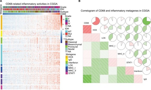 Figure 4 The relationship between CD68 and inflammatory metagenes.Notes: (A) The heatmap of CD68-related inflammatory metagenes in the CGGA cohort. (B) Correlogram of CD68 and inflammatory metagenes in the CGGA cohort.Abbreviations: CGGA, Chinese Glioma Genome Atlas; Mut, mutant; NA, not available; WT, wild type.