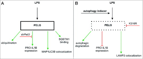 Figure 7. Proposed schema summarizing PELI3 regulation. (A) LPS treatment induces PELI3 protein expression as well as its subsequent ubiquitination, promotes binding to SQSTM1, and MAP1LC3B colocalization. Silencing Peli3 attenuates PRO-IL1B expression. (B) Autophagy activation degrades PELI3 protein as well as inhibits PRO-IL1B expression.