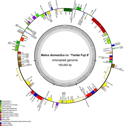 Figure 1. Chloroplast genome maps of ‘Yantai Fuji 8’. Genes drawn outside the outer circle are transcribed clockwise, and those inside are transcribed counter-clockwise. Genes belonging to different functional groups are color-coded.