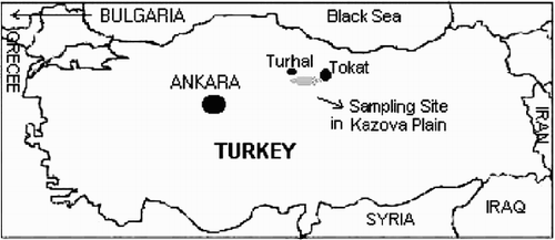 Fig. 1. Map of sampling sites from Kazova Plain in Tokat, Turkey.