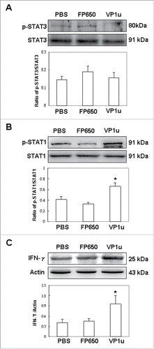Figure 6. Expression of p-STAT3, STAT3, p-STAT1, STAT1 and IFN-γ. Liver lysates obtained from BALB/c mice receiving COS-7 cells without tranfection, COS-7 cells transfected with pTurboFP650, and COS-7 cells transfected with pTurboFP650-VP1u are shown after the treatments were probed with antibodies against (A) p-STAT3 and STAT3, (B) p-STAT1 and STAT1, and (C) IFN-γ. The ratios of p-STAT3/STAT3, p-STAT1/STAT1 and IFN-γ/actin were shown in the lower panel, respectively. Similar results were observed in 3 independent experiments, and * indicates the significant difference, P < 0.05.