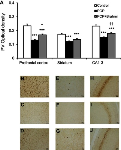 Figure 2 (A) PV optical density in the prefrontal cortex, striatum, and CA1–3 of control, PCP, and PCP+Brahmi groups (n=9/group). Data are mean±SEM. ***P<0.001 vs control, †P<0.05, ††P<0.01 vs PCP. (B) Photomicrographs showing PV immunoreactivity in one area of interest (500 μm×500 μm) in the prefrontal cortex of control, (C) PCP administration, and (D) PCP+Brahmi groups, (E) in striatum of control, (F) PCP administration, and (G) PCP+Brahmi groups, (H) in CA1–3 of control, (I) PCP administration, and (J) PCP+Brahmi groups. (20× magnification, scale bar: 50 μm.) PV immunoreactivity of each rat was measured in five areas of interest, and the distance between each area of interest was 500 μm.