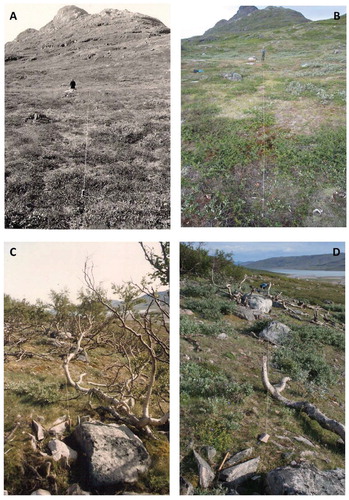 FIGURE A3. Changes in shrub cover in grazed plots. A and C are from 1986 and 1992, respectively, whereas B and D are from 2009. Figure A and B show Site 5 (Ipiutaq); C and D show Site 1 (Qinngua Kangilleq). Photos: J. Feilberg/K. Raundrup.