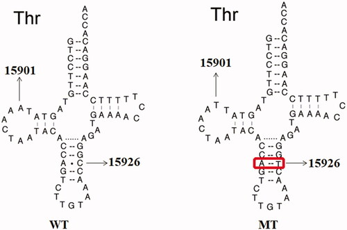 Figure 5. Secondary structure of mt-tRNAThr gene, arrows indicate the m.A15901G and m.C15926T mutations. WT: wild type; MT: mutant.