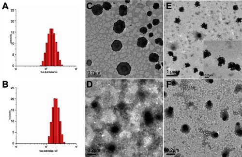 Figure 1 Particle size, size distributions and morphologies of PNA nanogels, Pickering nano-emulsions (PE), and nanocapsule formulations via Pickering emulsion route (NCPE). (A) Particle size of PNA nanogels (average diameter of 143.2 nm from DLS). (B) Particle size of PE (average diameter of 230.9 nm from DLS). (C) TEM images of PNA nanogels. (D) TEM images of DOX- NCPE. (E) TEM images of the Pickering emulsions stabilized by PNA nanogels. (F) TEM images cRGD-DOX-ss-NCPE.