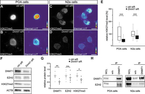 Figure 2. Repressive H3K27 trimethylation is reduced in Dnmt1-deficient cells. (A-E) Representative microphotographs of dissociated E16 (+ 2 DIV) POA cells (A, B) and N2a cells (C, D) treated either with control (A, C) or Dnmt1 siRNA (B, D) and stained for H3K7me3, presented as fluorescence intensity in black/white code and as thermal color-code (thermal LUT). The mean grey value relative to control is quantified in E (n = 34 POA and 118 N2a cells for ctrl siRNA, n = 32 POA and 144 N2a cells for Dnmt1 siRNA). (F, G) Protein levels of DNMT1, EZH2 and H3K27me3 in control and Dnmt1 siRNA-treated N2a cells analyzed with Western blot (G), normalized to ACTB and quantified in relation to control (G; five individual experiments). (H) Co-immunoprecipitation with a DNMT1-specific antibody revealed a protein-protein interaction with EZH2 in E16 POA and N2a cell samples analyzed by Western blot (three individual experiments, two animals per experiment for POA cells). ‘n’ refers to the number of analyzed cells. *P < 0.05;**P < 0.01;***P < 0.001; Student’s t-test. Scale bars: 10 μm in (A-D). Ctrl, control; siR, siRNA; POA, preoptic area.