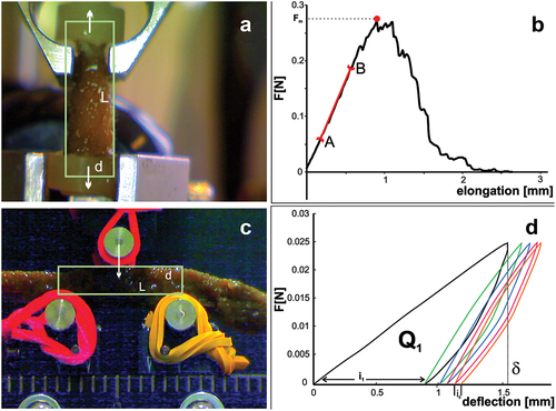 Figure 1. Measurement of sponge body mechanical properties using the MTS Synergie 100 universal testing machine. (a) Montage of sponge in the tensile test. (b) Elongation-force curve: AB The rectilinear section of the curve; red point: maximum force value. (c) Montage of sponge in the 3-point bending test. (d) Force-deflection curve for five loading-unloading cycles, Q1 – energy dissipated within the first cycle; δ – deflection in the first cycle.