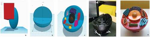 Figure 2. The process of developing a 3D animal cell model by students: a-c 3D animal cell modelling; d- the process of 3D model printing, e- 3D printed and coloured model.