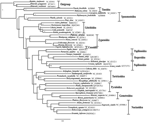 Figure 1. The Bayesian inference (BI) phylogenetic analysis tree of P. atratus and other lepidopterans. Phylogenetic reconstruction was done from a concatenated matrix of 13 protein-coding mitochondrial genes of the mitochondrial genome. The numbers beside the nodes are bootstrap values. Alphanumeric terms indicate the GenBank accession numbers.