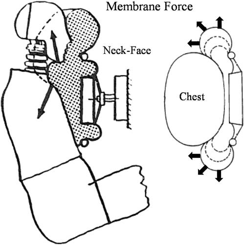 Figure 11. Membrane force with the airbag wrapped around the neck-face or chest with high velocity loading (modified from Horsch and Culver Citation1979 and Melvin et al. Citation1993).