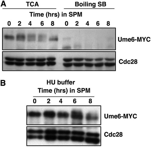 FIG 2 Denaturing extraction with TCA improves the detection of Ume6-MYC over extraction by boiling in SDS sample buffer. Samples of UME6-MYC/UME6-MYC cells were collected at the indicated time points following the induction of sporulation. (A) Protein extracts were prepared by either vortexing cell pellets with glass beads in 20% trichloroacetic acid (TCA) or by boiling in 1× SDS sample buffer (SB). (B) Cells harvested at the indicated time points following induction of sporulation were lysed with NaOH and the proteins precipitated by addition of TCA prior to resuspending in 8 M urea–5% SDS. Samples were probed by Western blotting for Ume6-MYC and Cdc28 as indicated.