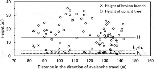 Figure 9. The height of the broken branches. Tree height is also shown for comparison. H = height of powder snow layer; hs + h1 = height of dense-snow layer; hs = height of snow.