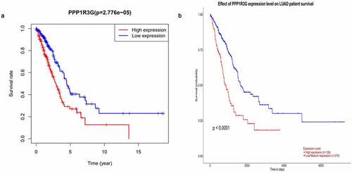 Figure 3. Prognostic function of PPP1R3G in lung adenocarcinoma