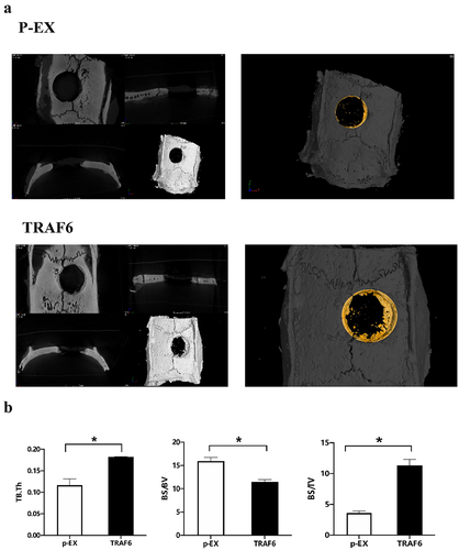 Figure 5. The effect of TRAF6 on osteogenesis of ADSCs in vitro. a: The healing of bone defect on ADSCs detected by micro-CT. b: The osteointegration parameters detected by micro-CT. A t-test was used to compare p-ex and TRAF6. Data are expressed as mean ± SD referred to the control (*p<0.05) P-EX: blank vector; TRAF6: vector of overexpression of TRAF6.