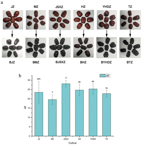 Figure 1. A) Six jujube cultivars before and after blackening processing; B) Color difference (ΔE) of six jujube cultivars after blackening processing.