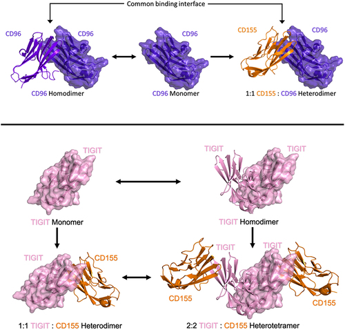 Figure 1. Schematic of binding assemblies of CD155 with monomeric and homodimeric CD96 and TIGIT.