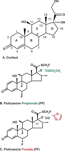 Figure 1 Structure of cortisol with the nomenclature of the steroid molecule outlined (1A). The structure of fluticasone propionate (FP) (1B) and fluticasone furoate (1C).