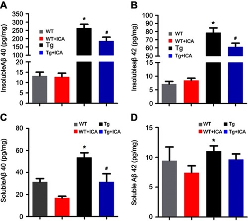 Figure 2 ELISA test shows reduced Aβ deposition after ICA treatment in hippocampus of Tg mice. (A) Insoluble Aβ40; (B) Insoluble Aβ42; (C) Soluble Aβ40; (D) Soluble Aβ42. *P<0.05 compared to WT, #P<0.05 compared to Tg.