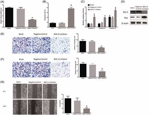 Figure 2. Effects of miR-21 inhibitor on HB apoptosis. (A) miR-21 expression in HB cells transfected with negative control or miR-21 inhibitor. (B) Inhibition of miR-21 increased HB apoptosis. (C) Inhibition of miR-21 affected protein expressions of Bcl-2 and Bax. (D) Inhibition of miR-21 increased protein expressions of caspase-3, 8, 9. (E) Inhibition of miR-21 decreased HB cell migration ability in Transwell assay. (F) Inhibition of miR-21 decreased HB cell invasion ability in invasion assay. (G) Inhibition of miR-21 decreased HB cell migration ability in wound healing assay. (*) denotes difference from control (p < .05). Values are means ± SEM. Three samples at least in each treatment group were available for the analysis.