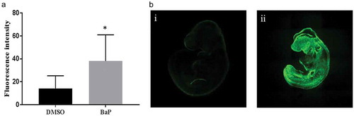 Figure 2. Reactive oxygen species in E9.5 embryos exposed to BaP.(A) Reactive oxygen species in embryos measured with whole-mount staining for CMH2DCFDA after 24 h of in vitro whole-embryo culture (mean±SD; n = 12–17). (B) Representative images of reactive oxygen species measured with whole-mount staining for CMH2DCFDA in E9.5 mouse embryos. i: control, ii: BaP. DMSO, dimethyl sulfoxide; BaP, benzo(a)pyrene. *p < 0.05 vs. DMSO control.