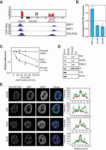Figure 4. Identification and characterization of POLAR. A The msRNA coverage at the human POLR3E is shown (top panel). The POLR3E antisense RNA (POLAR) was identified as msRNA. The genes encoding for POLR3E and tRNALeu are indicated. ENCODE ChIP-seq data of three POLIII-associated proteins was included for the same genomic region (bottom panel). B The La protein was overexpressed as SBP-tagged version or depleted by two independent siRNAs (siLa#1, siLa#2) in HEK293 cells. Total RNA from these experiments was subjected to RT-qPCR analyses and POLAR levels were determined. RNA levels were normalized to the empty vector control or control siRNA transfections. C Stability of indicated RNAs was determined by Actinomycin D treatment in HEK293 cells. D RNA pulldowns were performed from OVCAR3 cells and subjected to Western Blot analyses. Beads only and Y4 pulldowns were used as negative controls for PSP-associated proteins (PSF, NONO and RBM14). VCL and EIF3A served as negative controls to test for unspecific binding. La was used as control, associating with both POLIII-transcripts. E OVCAR3 cells were subjected to fluorescence in situ hybridizations (FISH). POLAR-FISH (left column) was combined with immunostainings against paraspeckle-associated proteins (NONO, PSF and PSP1) or the splicing speckle-associated protein SC35. The second column shows the staining for the individual RBP. The cells were counterstained with DAPI to label the nuclei (third column). A representative intensity profile of FISH and RBP signals is shown on the right, with areas indicated in the DAPI panel (dotted line). Statistical significance was determined by student’s t-test (ns – not significant, * – p < 0,05, ** – p < 0,01). Bar 5 µm