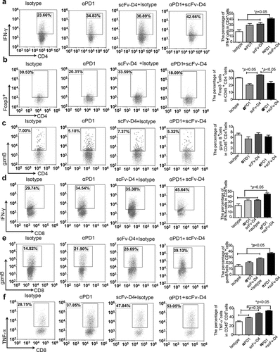 Figure 6. scFv-D4 and anti-PD1 combination therapy enhances T cell responses in a 4T1/E2 tumor model