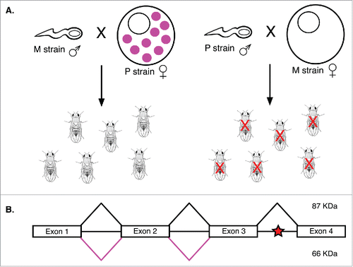 Figure 3. P element splicing and hybrid dysgenesis. (A) Hybrid dysgenesis results when M strain females are crossed with P strain males. Because the P element repressor (pink circles) is only transmitted by P cytotype females, progeny of the P strain male-M strain female cross have many mutations caused by germline P element transposition. These mutations often result in sterility (red X). (B) Exons 1-4 of P element transcripts are spliced to form a functional 87 kDa transposase (black lines). When intron 3 is not properly spliced, a stop codon (red star) generates a 66 kDa truncated repressor of P element transposition (pink lines).