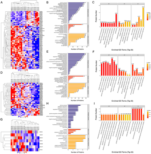 Figure 3 Heatmap and GO-term analysis of DEPs in different comparisons. Cluster analysis heatmap showing the DEPs in each comparison. Each column represents one biological replicate, each row represents a DEP. DEPs are presented in different colors in the heatmap after normalization. Red represents significantly upregulated proteins, blue represents significantly downregulated proteins, gray represents no quantitative information regarding the proteins. GO classification (Level 2) including BP, MF and CC, which differentiate in blue, red and Orange. The horizontal axis represents the number of DEPs in each functional classification. Top 20 enriched GO terms of significantly DEPs in each comparison are also shown. (A–C) Hierarchical cluster analysis and STRING GO-term enrichment of significantly DEPs between Control and nAMD groups. (D–F) Hierarchical cluster analysis and STRING GO-term enrichment of significantly DEPs between Control and PCV. (G–I) Hierarchical cluster analysis and STRING GO-term enrichment of significantly DEPs between nAMD and PCV. (|log2(FC)| > 0.58; P < 0.05).
