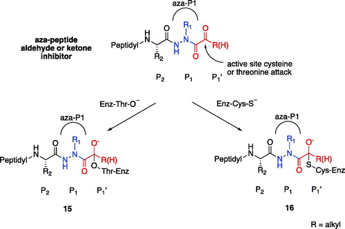 Figure 11. Proposed mechanism of inhibition by aza-peptide aldehydes and ketones reacting with (a) the proteasome and with (b) other clan CD cysteine proteases. The carbonyl carbon is expected to be the site of attack by nucleophilic residues: a Thr-O with the proteasome and a Cys-S with clan CD cysteine proteases.